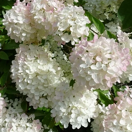 Гортензия метельчатая Harry Souvenir