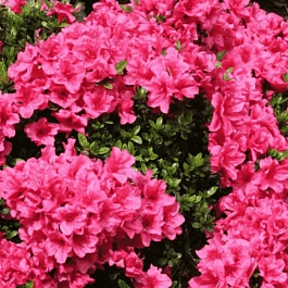 Рододендрон тупой смесь