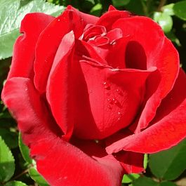 Роза чайно-гибридная Serenade