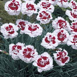 Гвоздика Альвуда  Alice