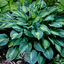 Хоста гибридная Киви Фулл Монти