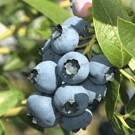 Голубика (черника) Top Hat