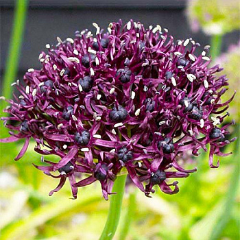 Лук декоративный Атропурпуреум