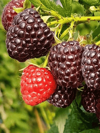 Малина ремонтантная Heban (Black Polka)