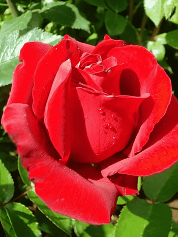 Роза чайно-гибридная Serenade