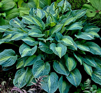 Хоста гибридная Киви Фулл Монти