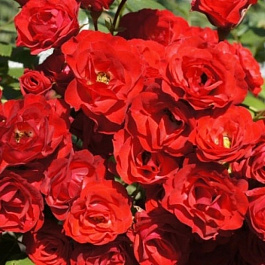 Роза почвопокровная Скарлет Мейяндекор Роза почвопокровная Скарлет Мейяндекор