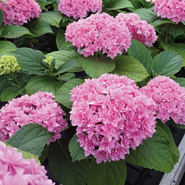 Гортензия крупнолистовая Перфекшен