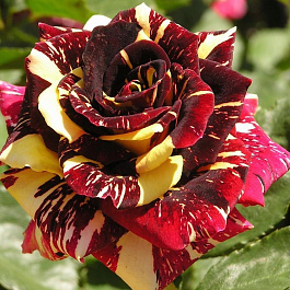 Роза чайно-гибридная Абракадабра