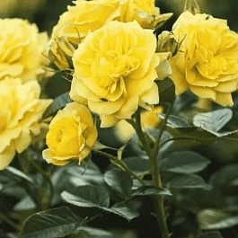 Роза Флорибунда Friesia