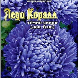 Астра китайская Леди Коралл Тёмно-Синяя