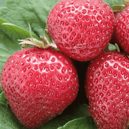 Земляника садовая Флоренс