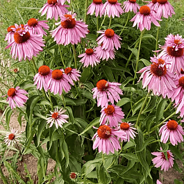 Эхинацея пурпурная Double Decker