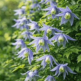 Клематис Frankie