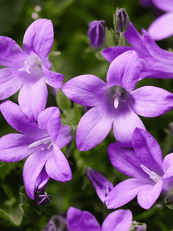 Колокольчик Портеншлага Clockwise Deep Blue