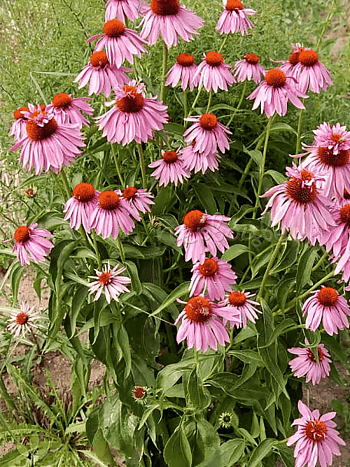 Эхинацея пурпурная Double Decker