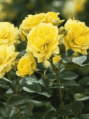 Роза Флорибунда Friesia