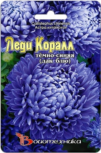 Астра китайская Леди Коралл Тёмно-Синяя