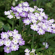 Вербена Тускани Лавендер Пикоти