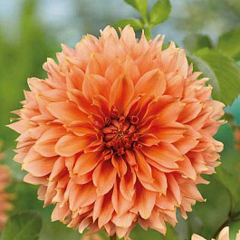 Георгина Бахромчатая Ориндж Фубуки