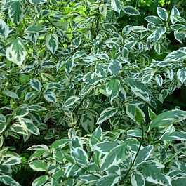 Дерен белый Аргентеомаргината Дерен белый Аргентеомаргината