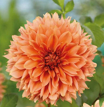 Георгина Бахромчатая Ориндж Фубуки