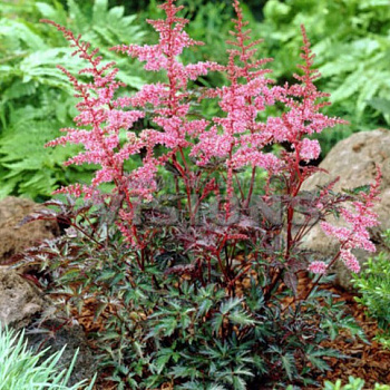 Астильба простолистная Ки Уэст НАБОР 2ШТ (1+1)