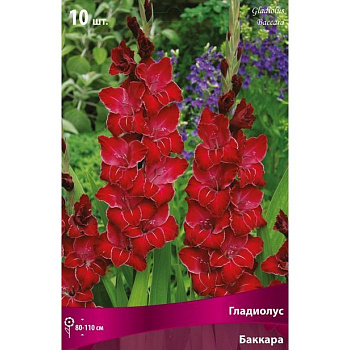 Гладиолус крупноцветковый Баккара
