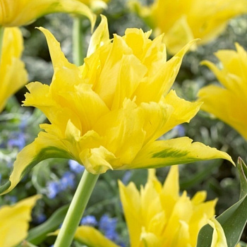 Тюльпан лилиецветный Йеллоу Спайдер Тюльпан лилиецветный Йеллоу Спайдер