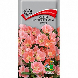 Годеция крупноцветковая Галатея