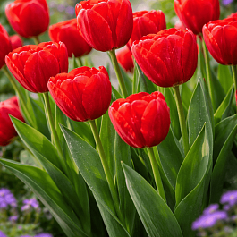 Тюльпан триумф Ferrari