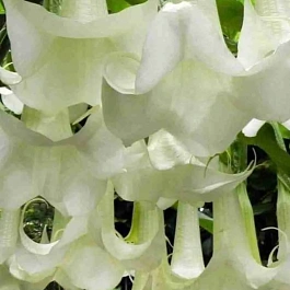 Бругмансия wit