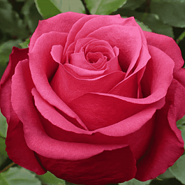 Роза чайно-гибридная Cherry Love