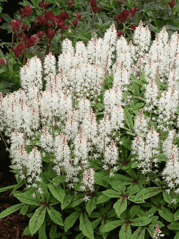 Тиарелла Spring Symphony