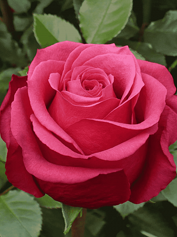 Роза чайно-гибридная Cherry Love