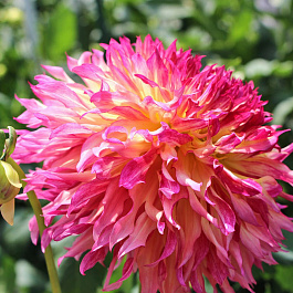 Георгина Бахромчатая Мертлз Фолли