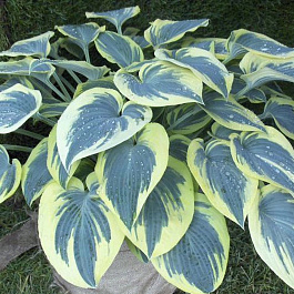 Хоста гибридная Блу Айвори