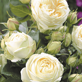 Роза кустовая White piano