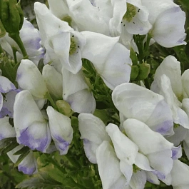 Аконит Кармихеля Cloudy