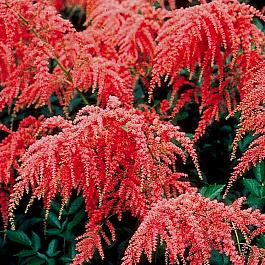 Астильба Арендса Ред Шарм