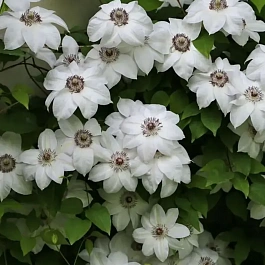 Клематис гибридный Anna Karolina