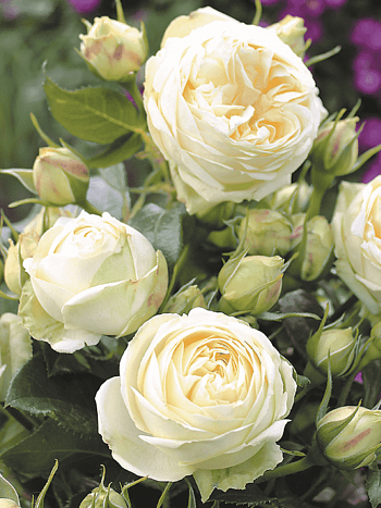 Роза кустовая White piano