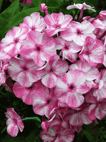 Флокс Интрига