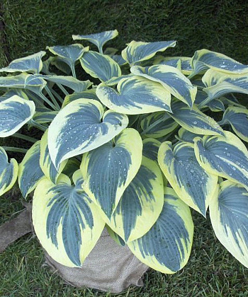 Хоста гибридная Блу Айвори Хоста гибридная Блу Айвори