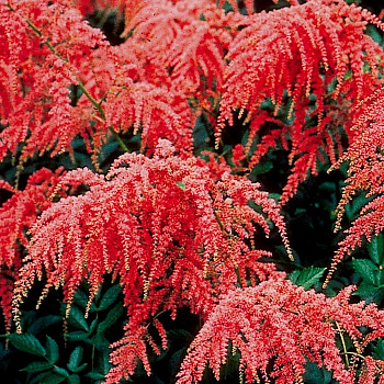 Астильба Арендса Ред Шарм