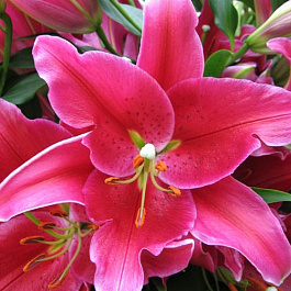 Лилия восточная Арабиан Ред