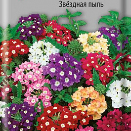 Вербена гибридная Звездная пыль