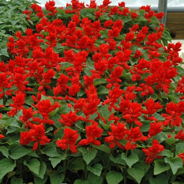 Сальвия Сизлер Ред