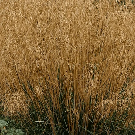 Щучка дернистая Bronzeschleier