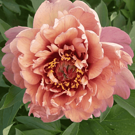 Пион ИТО Berry Garcia